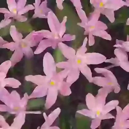 Luciliae Rosy Queen